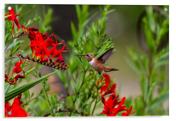 Rufous Hummingbird at Large No. 4 Acrylic by Belinda Greb