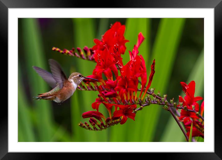 Rufous Hummingbird at Large No. 5 Framed Mounted Print by Belinda Greb