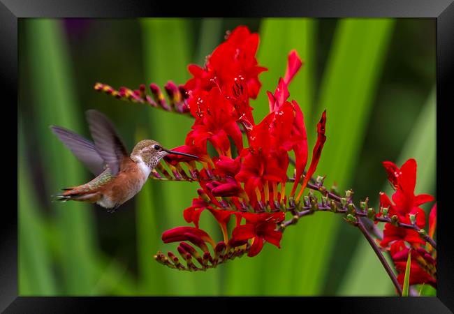 Rufous Hummingbird at Large No. 5 Framed Print by Belinda Greb