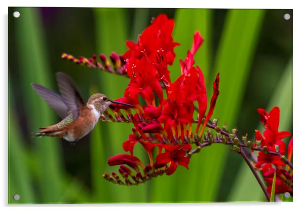 Rufous Hummingbird at Large No. 5 Acrylic by Belinda Greb
