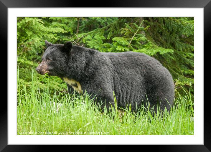 Wild American Black Bear Framed Mounted Print by Ann Mitchell