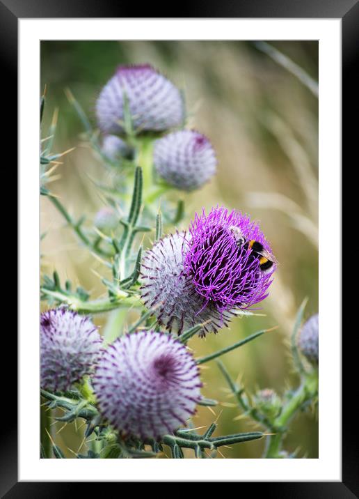Two Bees on a large Thistle flower head Framed Mounted Print by Joy Walker