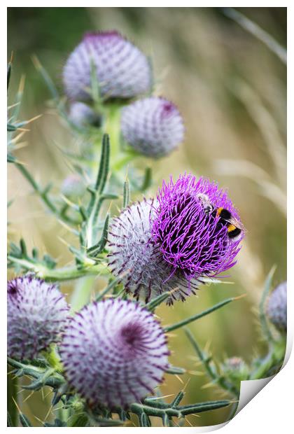 Two Bees on a large Thistle flower head Print by Joy Walker