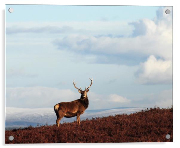 Red Deer Stag Acrylic by Macrae Images