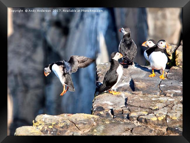 Puffins on May Isle Framed Print by Andy Anderson