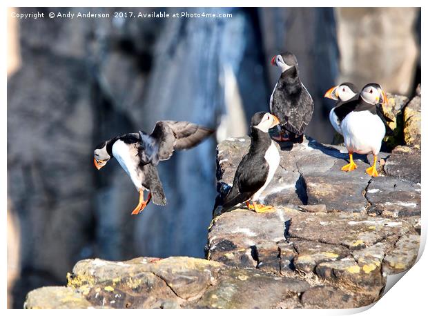 Puffins on May Isle Print by Andy Anderson