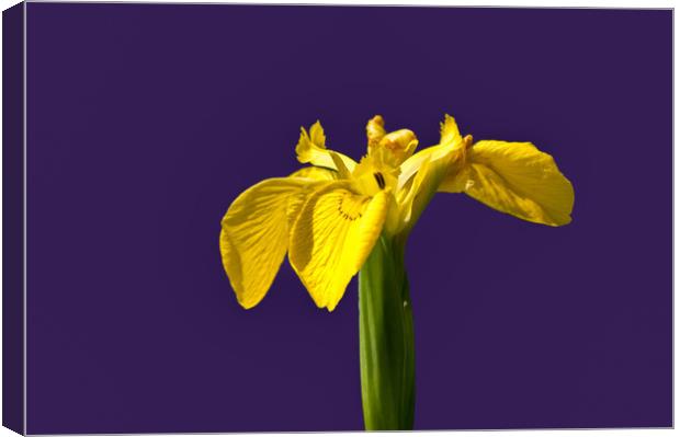 Yellow flag iris Canvas Print by Linda Cooke