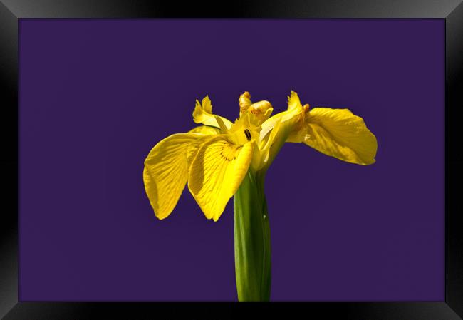 Yellow flag iris Framed Print by Linda Cooke