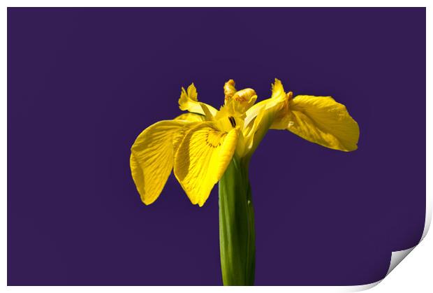 Yellow flag iris Print by Linda Cooke