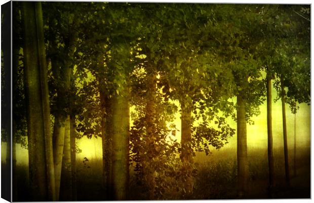 Trees  and sunrise Canvas Print by Irene Burdell
