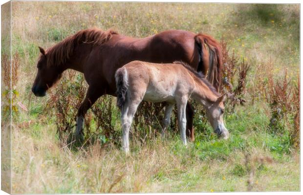 Mare and foal Canvas Print by Linda Cooke