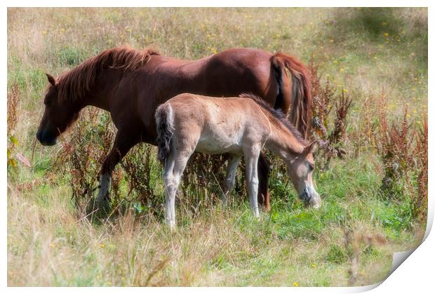 Mare and foal Print by Linda Cooke