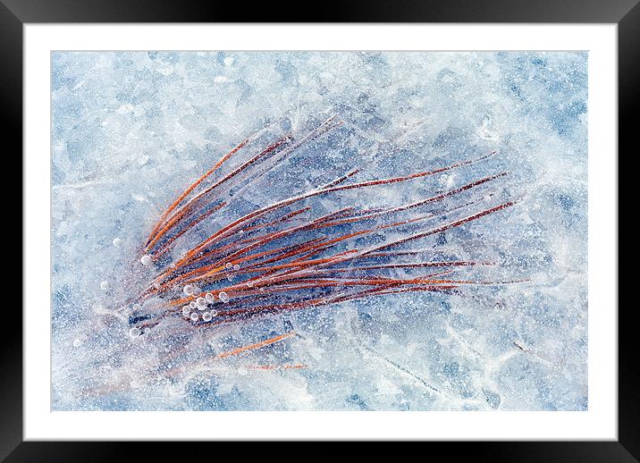 Trapped in Winter Framed Mounted Print by Mike Dawson