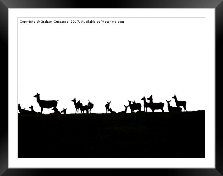 Deer Silhouette  Framed Mounted Print by Graham Custance