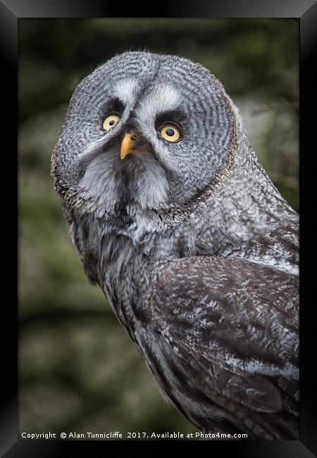 Great grey owl Framed Print by Alan Tunnicliffe