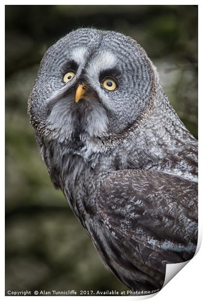 Great grey owl Print by Alan Tunnicliffe