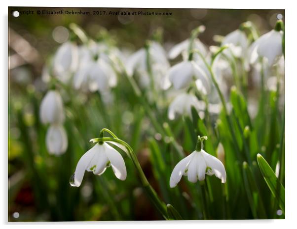 Snowdrops after rain Acrylic by Elizabeth Debenham