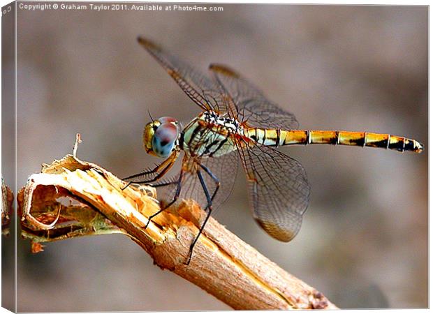 Majestic Dragonfly in Closeup Canvas Print by Graham Taylor