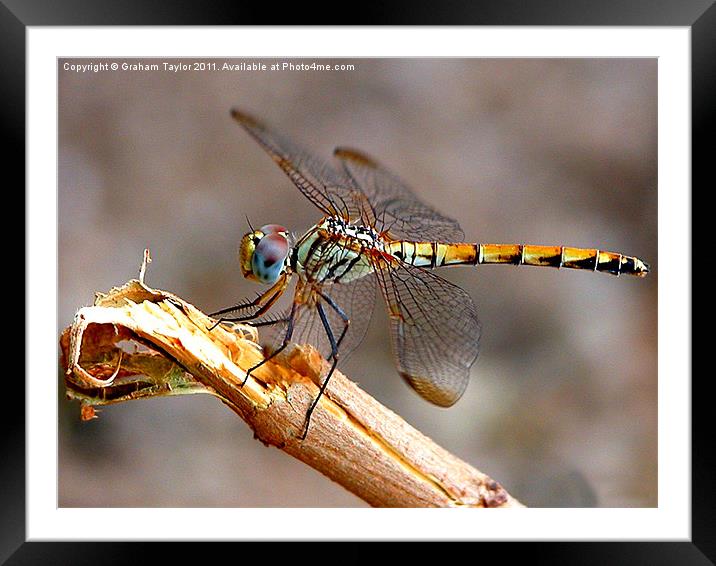 Majestic Dragonfly in Closeup Framed Mounted Print by Graham Taylor