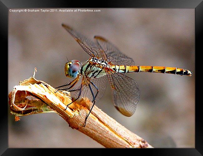 Majestic Dragonfly in Closeup Framed Print by Graham Taylor