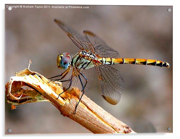 Majestic Dragonfly in Closeup Acrylic by Graham Taylor