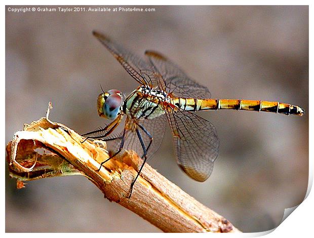 Majestic Dragonfly in Closeup Print by Graham Taylor