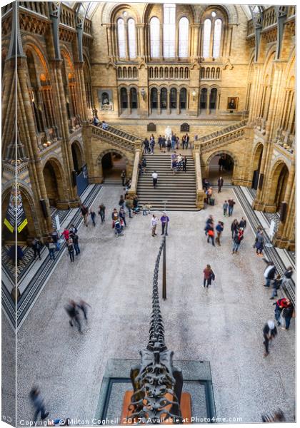 Natural History Museum Canvas Print by Milton Cogheil
