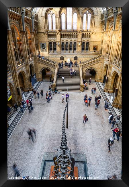 Natural History Museum Framed Print by Milton Cogheil