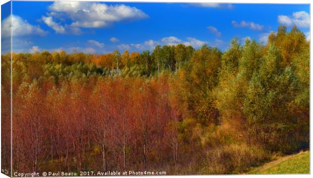 autumn colors of the forest Canvas Print by Paul Boazu