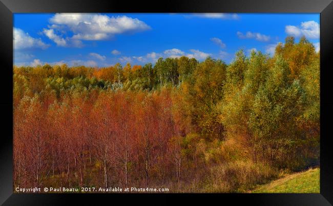 autumn colors of the forest Framed Print by Paul Boazu