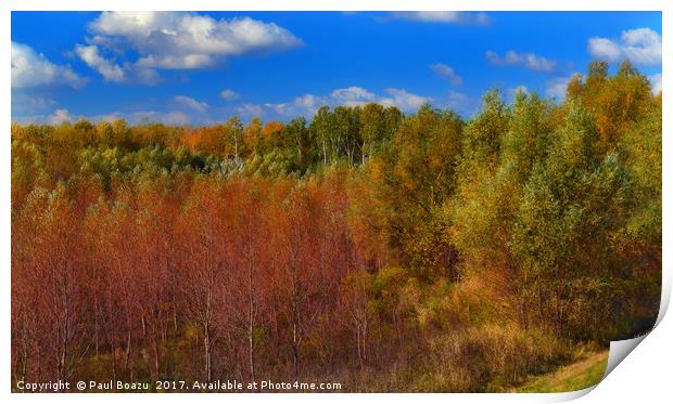 autumn colors of the forest Print by Paul Boazu