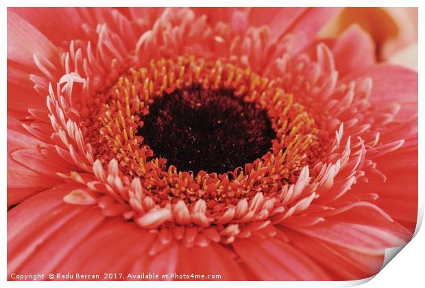 Pink Gerbera Flower Petals Abstract Macro Print by Radu Bercan