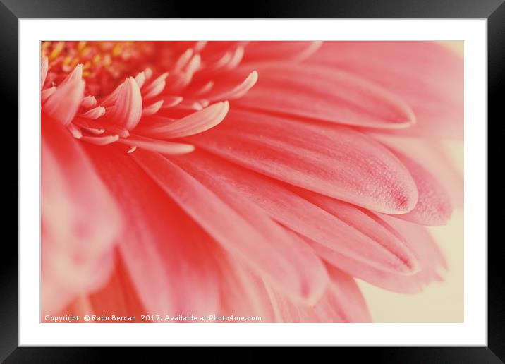 Pink Gerbera Flower Petals Abstract Macro Framed Mounted Print by Radu Bercan