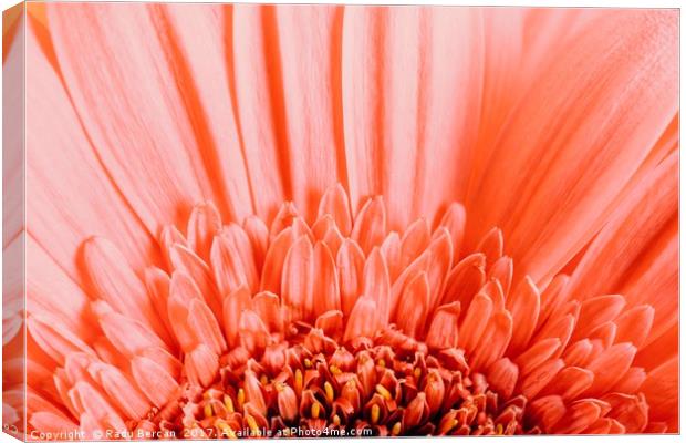 Pink Gerbera Flower Petals Abstract Macro Canvas Print by Radu Bercan