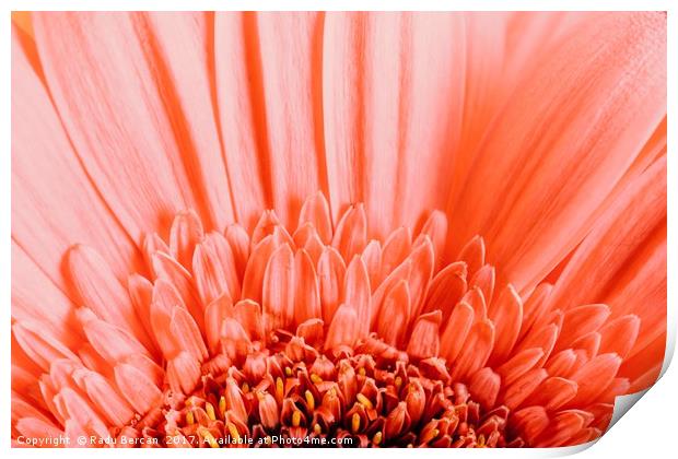 Pink Gerbera Flower Petals Abstract Macro Print by Radu Bercan