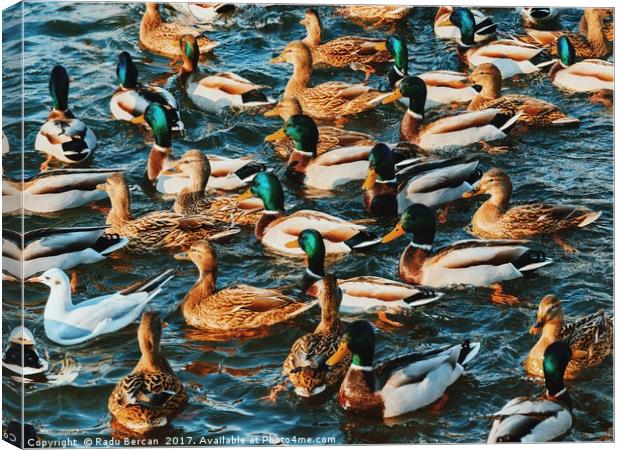 Wild Ducks And Seagulls On Water In Winter Canvas Print by Radu Bercan