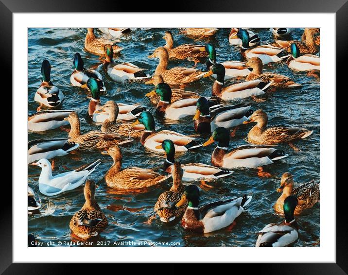 Wild Ducks And Seagulls On Water In Winter Framed Mounted Print by Radu Bercan