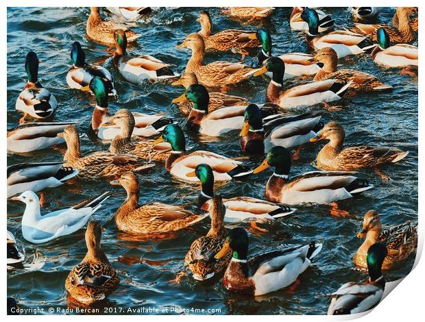 Wild Ducks And Seagulls On Water In Winter Print by Radu Bercan