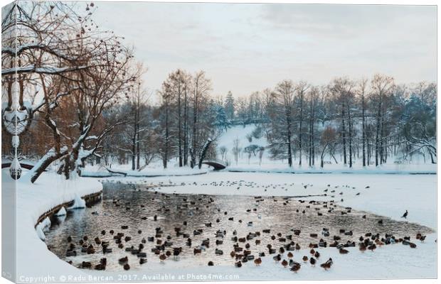 Ducks And Seagull Birds On Frozen Lake In Winter Canvas Print by Radu Bercan