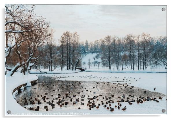 Ducks And Seagull Birds On Frozen Lake In Winter Acrylic by Radu Bercan