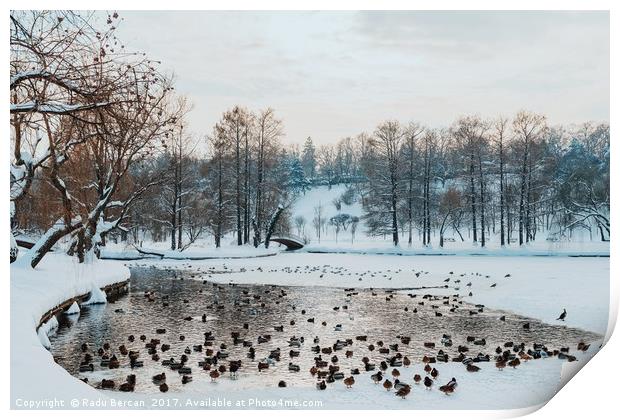 Ducks And Seagull Birds On Frozen Lake In Winter Print by Radu Bercan