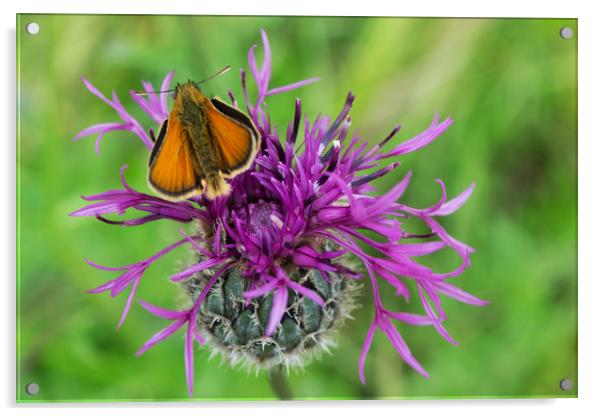 Small Skipper Butterfly resting on Knapweed flower Acrylic by Joy Walker