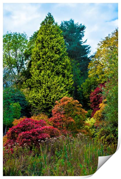 trees in Autumn Print by Owen Bromfield