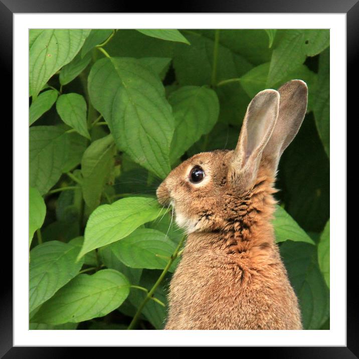 Munching Rabbit Framed Mounted Print by Linda Lyon