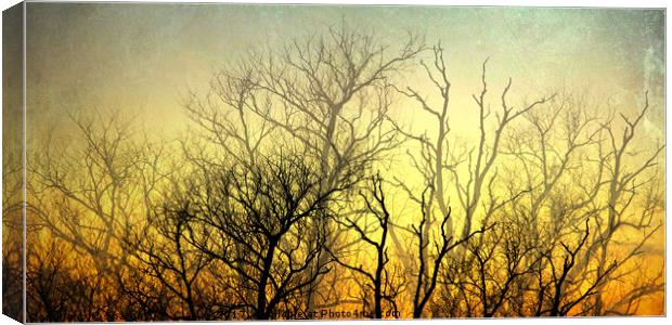 Illuminated Forest Canvas Print by Sharon Lisa Clarke