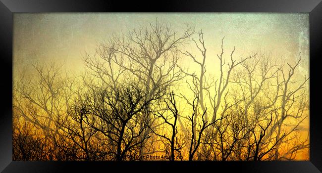 Illuminated Forest Framed Print by Sharon Lisa Clarke