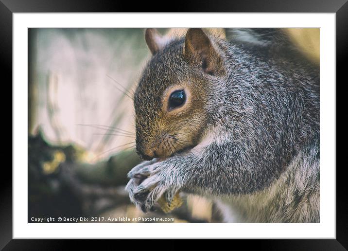 Nuts about Nature. Framed Mounted Print by Becky Dix
