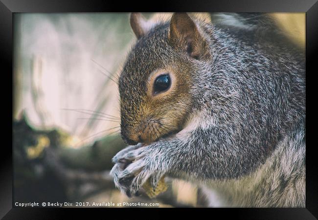 Nuts about Nature. Framed Print by Becky Dix
