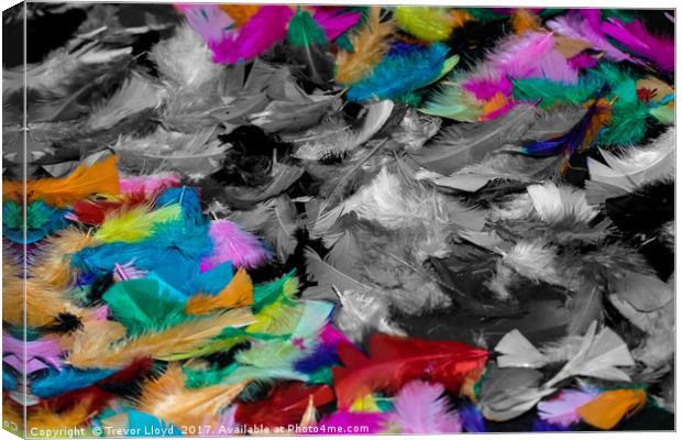 Coloured Feathers Canvas Print by Trevor Lloyd
