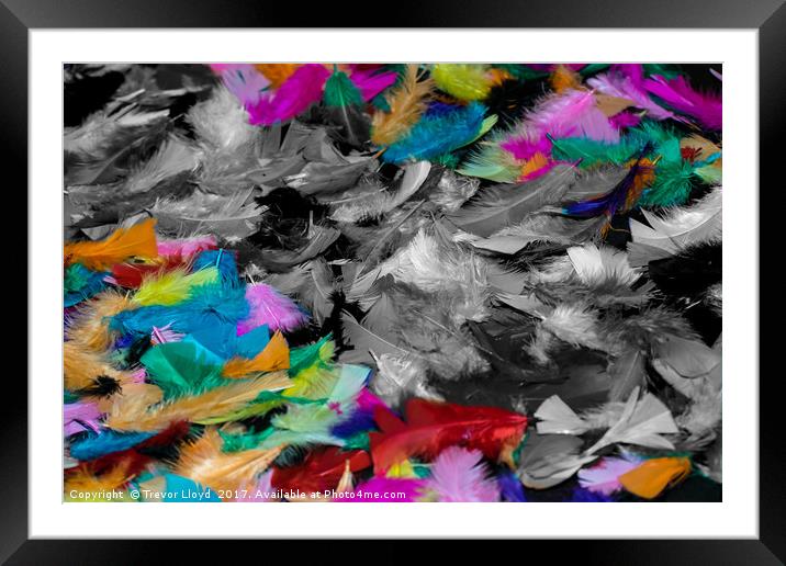 Coloured Feathers Framed Mounted Print by Trevor Lloyd